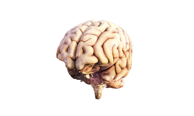 cerebro